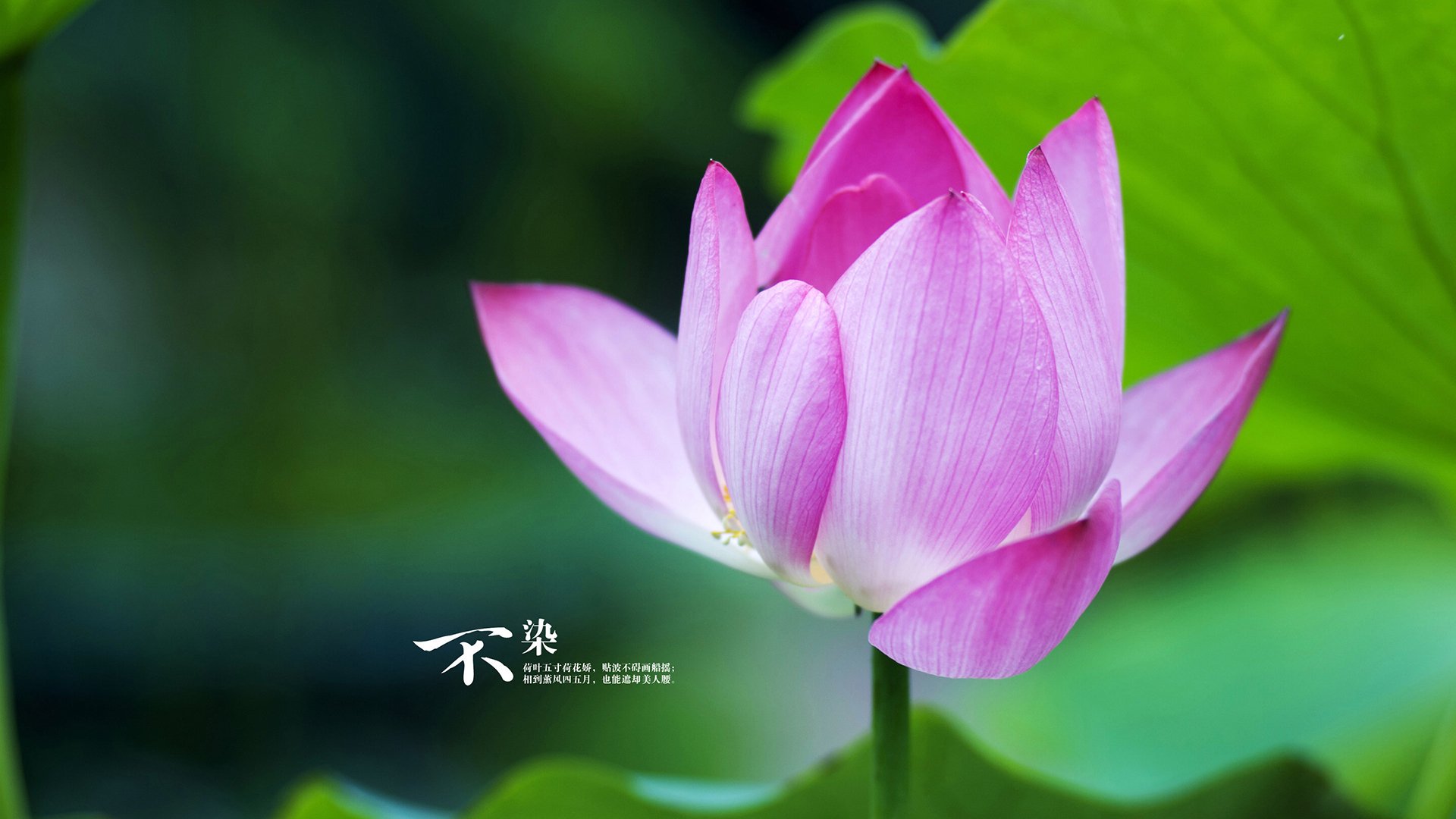 Chinese Taipei迎战强敌,2024混合团体世界杯精彩激战,世界杯2022中国台北