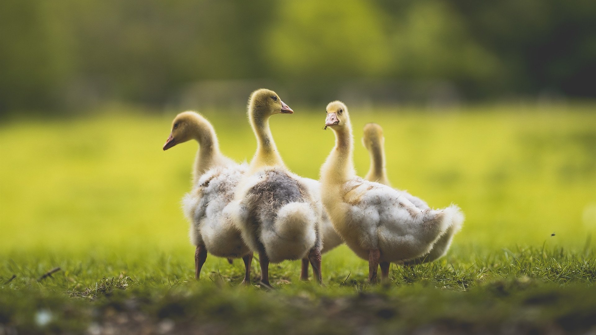 leyu乐鱼体育综合-小组赛战胜罗马尼亚、入八强表现稳健，wta罗马尼亚公开赛