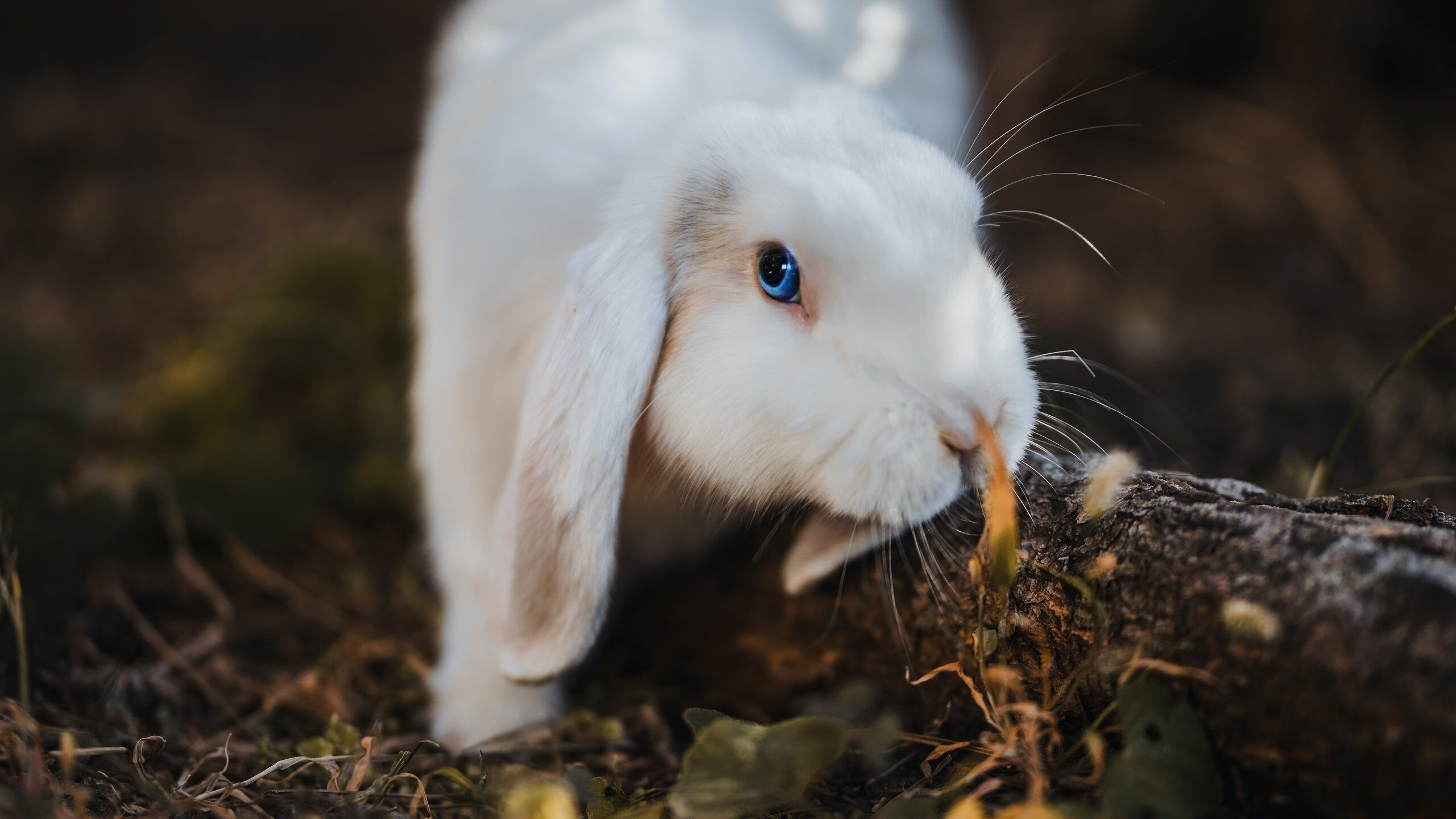 法甲比赛的高清转播体系,法甲比赛的高清转播体系是什么