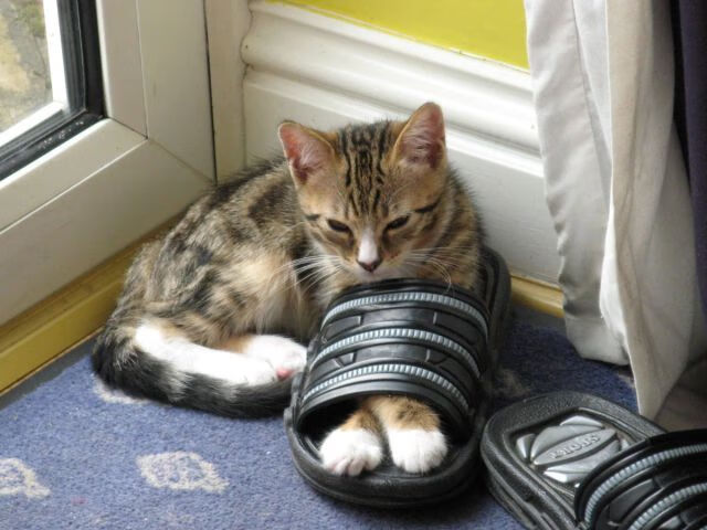 波兰仰泳选手技术细腻,波兰游泳队员刚到东京就要回国