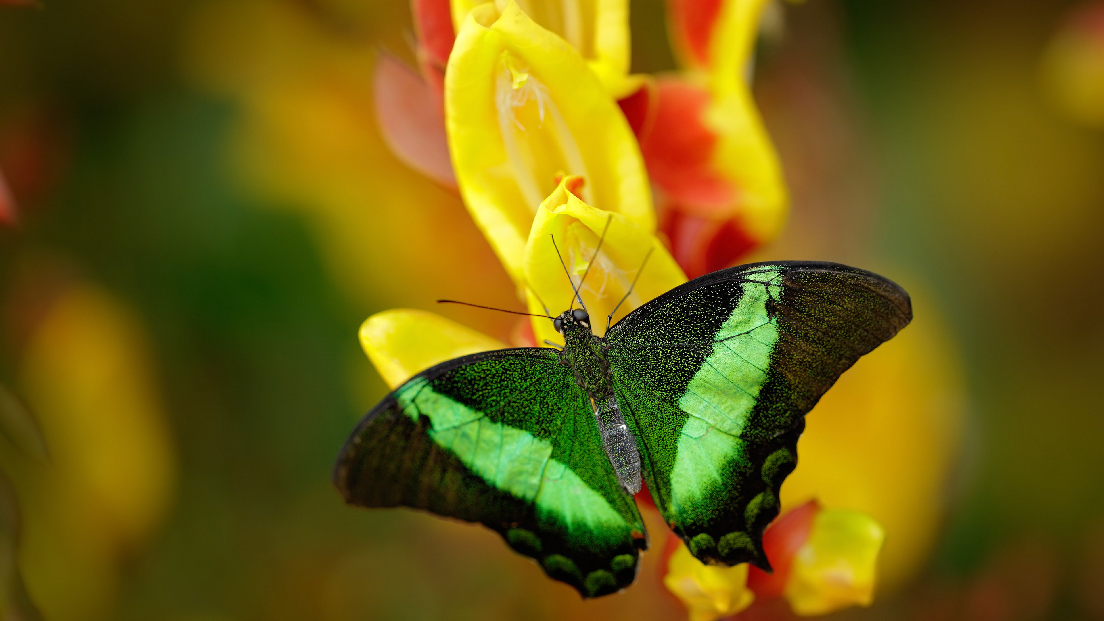 乐鱼电竞在线平台-西甲门户大开：超级门将的神级扑救，西甲门将号码规定